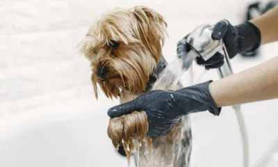 banho cachorro pet - Banho no cão no inverno: o erro que resseca (e machuca) a pele do seu pet