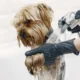 banho cachorro pet - Banho no cão no inverno: o erro que resseca (e machuca) a pele do seu pet