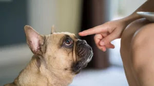 A ciência descobriu por que seu cachorro para pra cheirar tudo (e o motivo vai te fazer parar de puxar a guia)