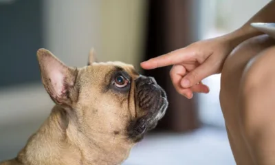 ccachorro pet - A ciência descobriu por que seu cachorro para pra cheirar tudo (e o motivo vai te fazer parar de puxar a guia)