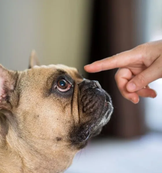 ccachorro pet - Vet-Móvel Paraná retorna à Região Metropolitana de Curitiba com vacinação gratuita para cães e gatos: veja as datas em cada cidade