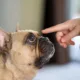 ccachorro pet - A ciência descobriu por que seu cachorro para pra cheirar tudo (e o motivo vai te fazer parar de puxar a guia)