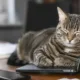 gato dormindo notebook - Seu gato prefere o notebook à caminha nova e a explicação vai te surpreender