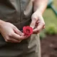 mulher cuidando rosa plantas flores - Sua roseira te dá poucas flores? O erro está no que você faz (ou não faz) em agosto