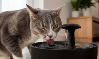 pet gato agua 1 - Água parada incomoda mais os pets do que parece: entenda por que fontes com água corrente viraram item essencial em casa