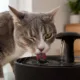 pet gato agua 1 - Água parada incomoda mais os pets do que parece: entenda por que fontes com água corrente viraram item essencial em casa
