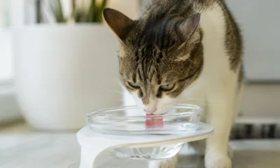 pet gato agua - Água: seu pet realmente bebe o suficiente todos os dias?