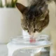pet gato agua - Água: seu pet realmente bebe o suficiente todos os dias?