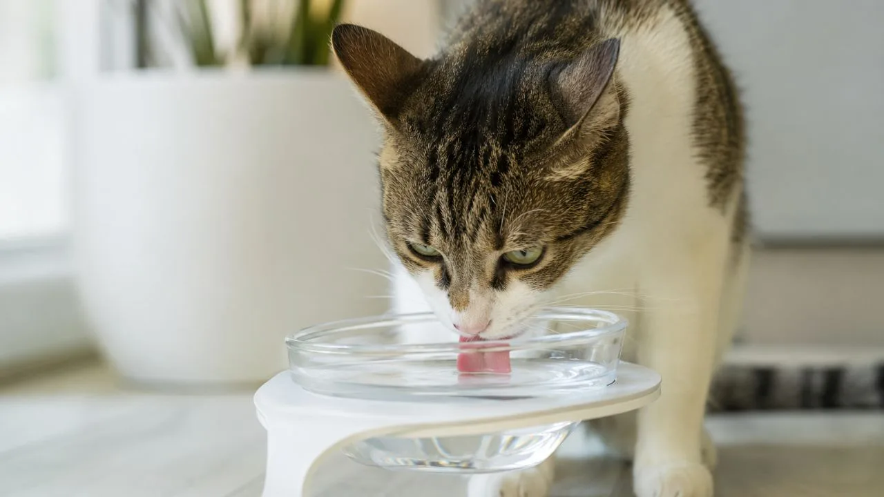 pet gato agua - Água: seu pet realmente bebe o suficiente todos os dias?