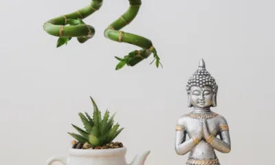plantas feng - Feng Shui revela: essas 4 plantas na entrada de casa podem mudar sua sorte financeira
