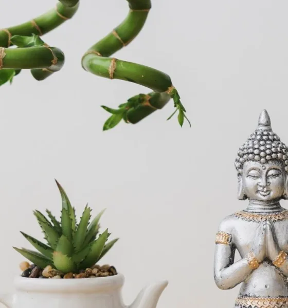 plantas feng - Feng Shui revela: essas 4 plantas na entrada de casa podem mudar sua sorte financeira