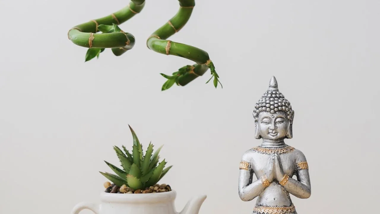 plantas feng - Feng Shui revela: essas 4 plantas na entrada de casa podem mudar sua sorte financeira