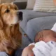 cachorro ciume bebe - Seu cachorro ficou mais grudento e ciumento depois do nascimento do bebê? pesquisas explicam esse comportamento animal