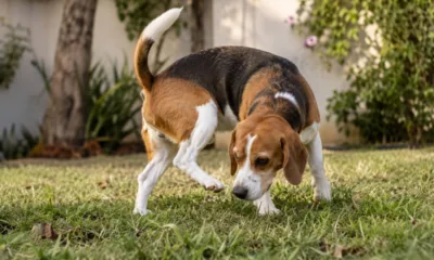 cachorro voltinha 1 - Seu cão roda em círculos antes de fazer necessidades? Cientistas encontram explicação que vai muito além do instinto