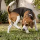 cachorro voltinha 1 - Seu cão roda em círculos antes de fazer necessidades? Cientistas encontram explicação que vai muito além do instinto