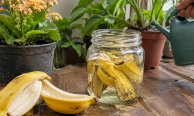 casca banana - Antes de jogar a casca de banana fora, coloque num pote com água: veja o que o truque faz pelas plantas