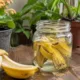 casca banana - Antes de jogar a casca de banana fora, coloque num pote com água: veja o que o truque faz pelas plantas