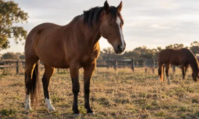 cavalo - Cavalo dorme em pé ou deitado? Entenda o sono curioso dos equinos e por que eles quase não se deitam