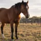 cavalo - Cavalo dorme em pé ou deitado? Entenda o sono curioso dos equinos e por que eles quase não se deitam