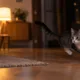 gato noite correndo - Seu gato dispara pela casa sem motivo? Saiba o que são os "zoomies" e por que esse comportamento é normal