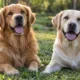labrador retriever - Golden retriever ou labrador: veja as diferenças de temperamento e energia antes de escolher o novo integrante da família