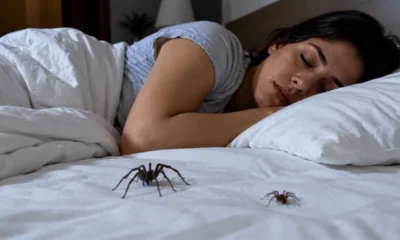 mulher dormindo aranha - O que significa sonhar com aranha: veja as interpretações para aranha preta, grande, na teia ou no corpo e o que fazer com o recado