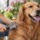 pet pelos - Queda de pelo dos pets aumenta na primavera: descubra por que isso acontece todos os anos e como diferenciar do que é preocupante