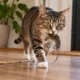 presente gatos - Seu gato apareceu com um rato ou passarinho morto na boca? Saiba o que esse comportamento revela e como lidar com segurança