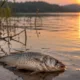 peixe morto - Sonhar com peixe morto aparece em fases de virada pessoal e carrega um aviso que poucas pessoas percebem na hora