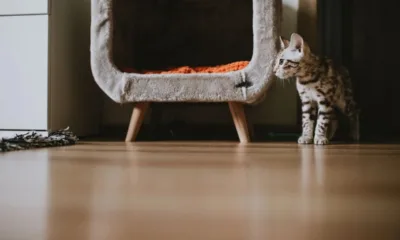 pexels helen1 20211113 - Adaptação de gatos em apartamento novo: como evitar a ansiedade de mudança?