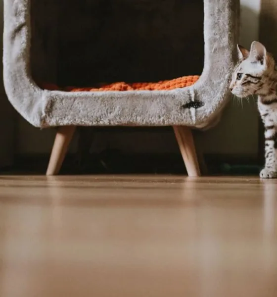 pexels helen1 20211113 - Adaptação de gatos em apartamento novo: como evitar a ansiedade de mudança?