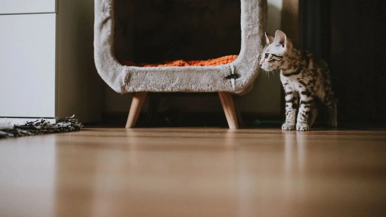 pexels helen1 20211113 - Adaptação de gatos em apartamento novo: como evitar a ansiedade de mudança?