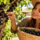 sonhar jabuticaba - Sonhar com jabuticaba intriga quem acorda intrigada e descobre que o significado muda completamente dependendo de um detalhe da cena